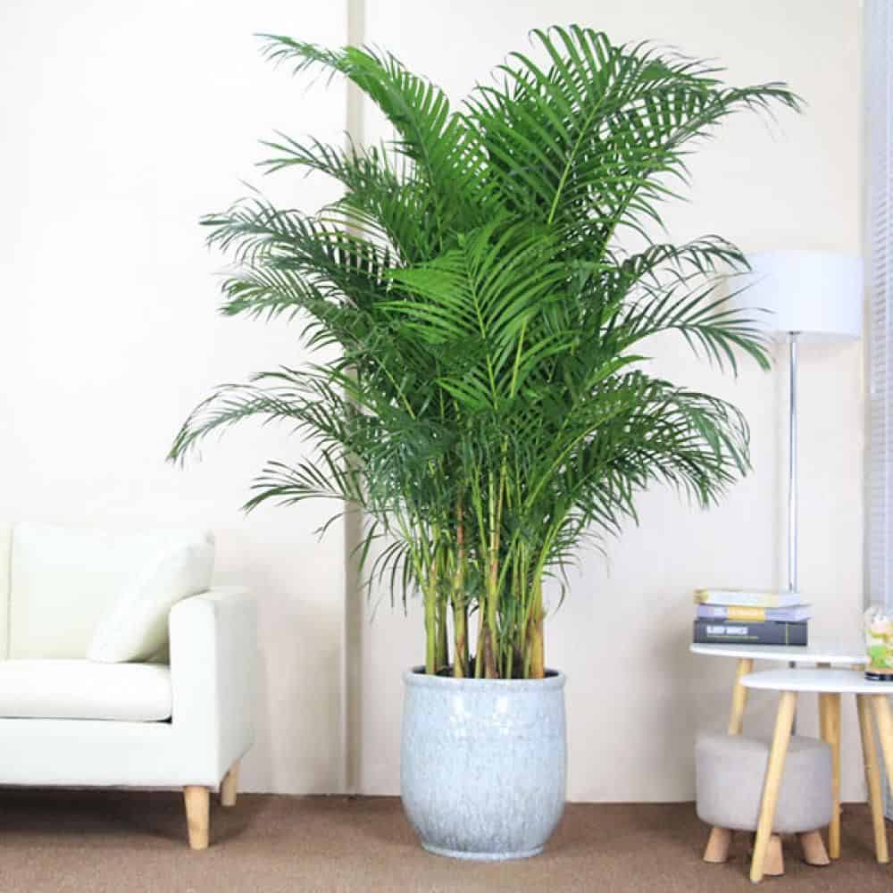 Best Lucky Plants For Home: A Complete Guide On Which Plants Are Lucky For Home In India 2