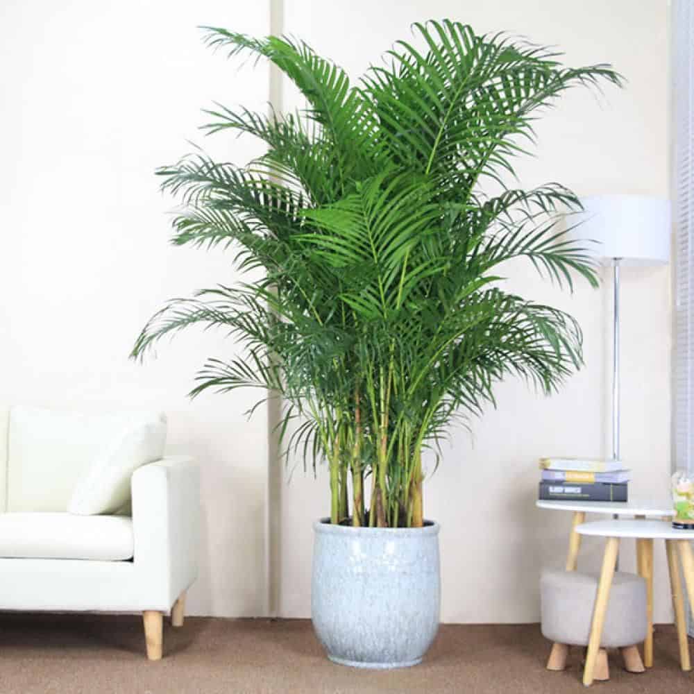 Embrace the Green Wonder: The Best Indoor Plants for Your Home 26 Areca Palm