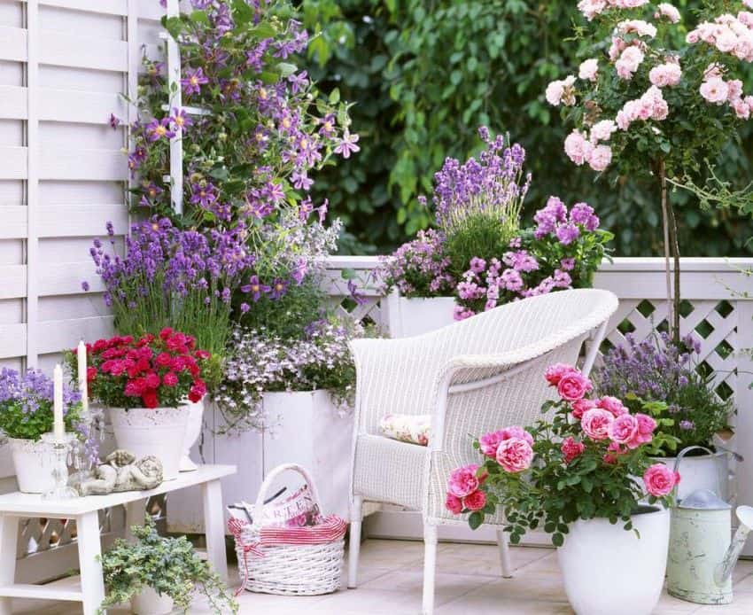 Flowers To Grow In A Terrace Garden