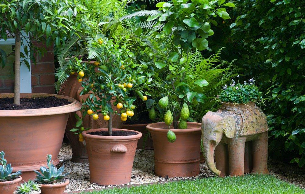 Fruits To Grow In A Terrace Garde