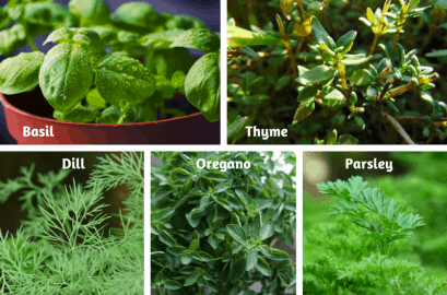 Herbs To Grow In A Terrace Garden