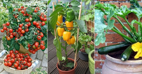 Vegetables To Grow In A Terrace Garden In Bengaluru