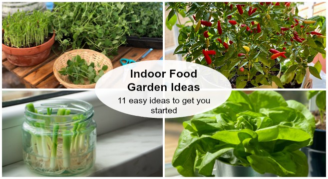 Best Indoor Vegetable Gardening Ideas