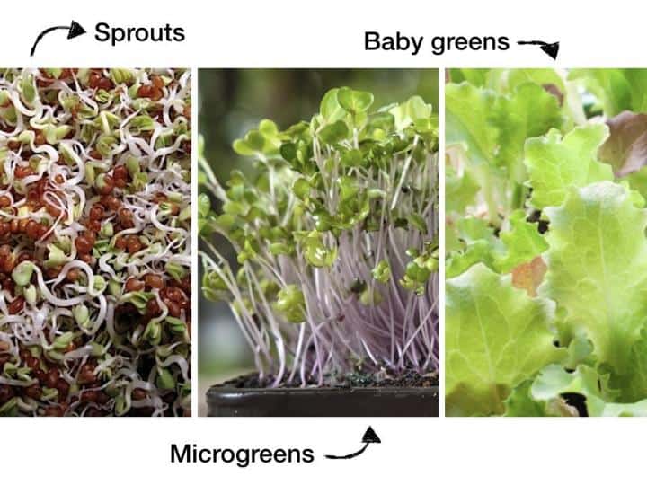 Difference Between Micro Garden, Miniature Garden, And Sprouts