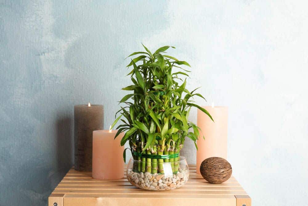 Lucky Bamboo Plant