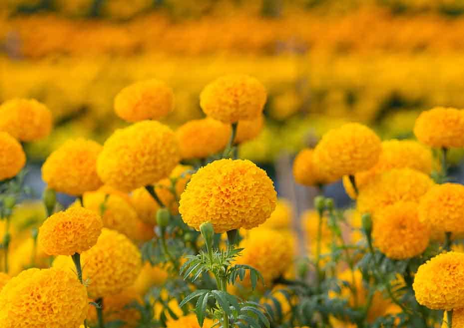 Marigolds