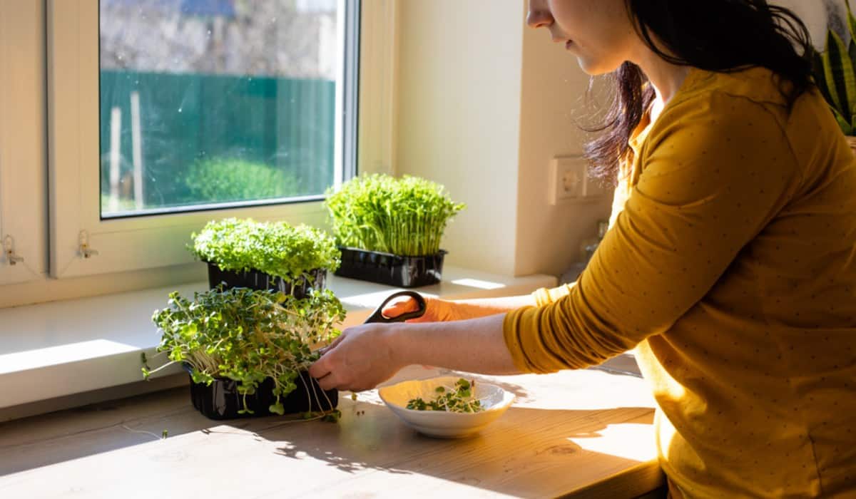 Micro Gardening: How To Grow Your Own Micro Garden In 10 Steps