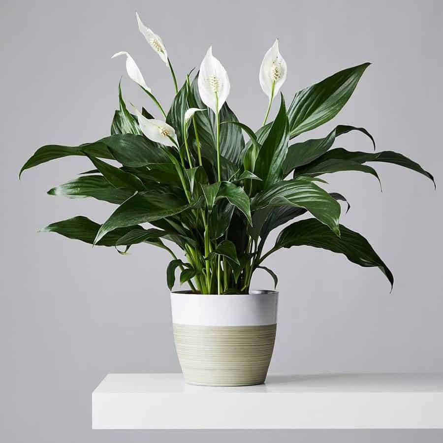 Peace Lilies