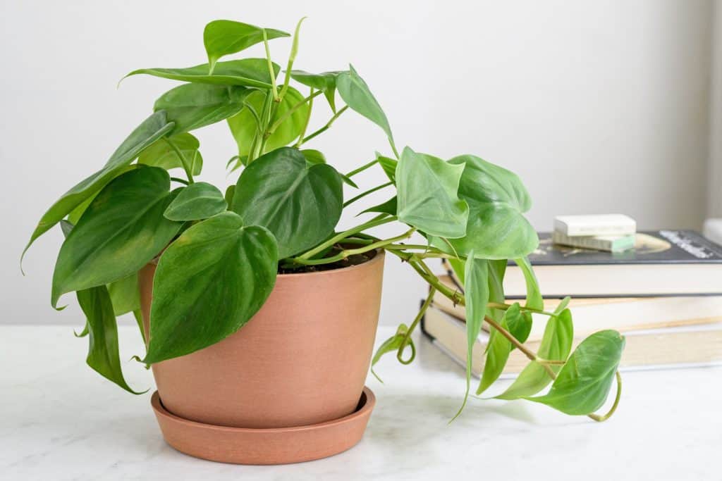 Embrace the Green Wonder: The Best Indoor Plants for Your Home 3 Philodendron
