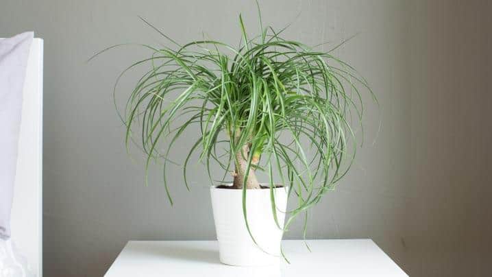 Top 10 Best Low Maintenance Indoor Plants And How To Care For Them 1