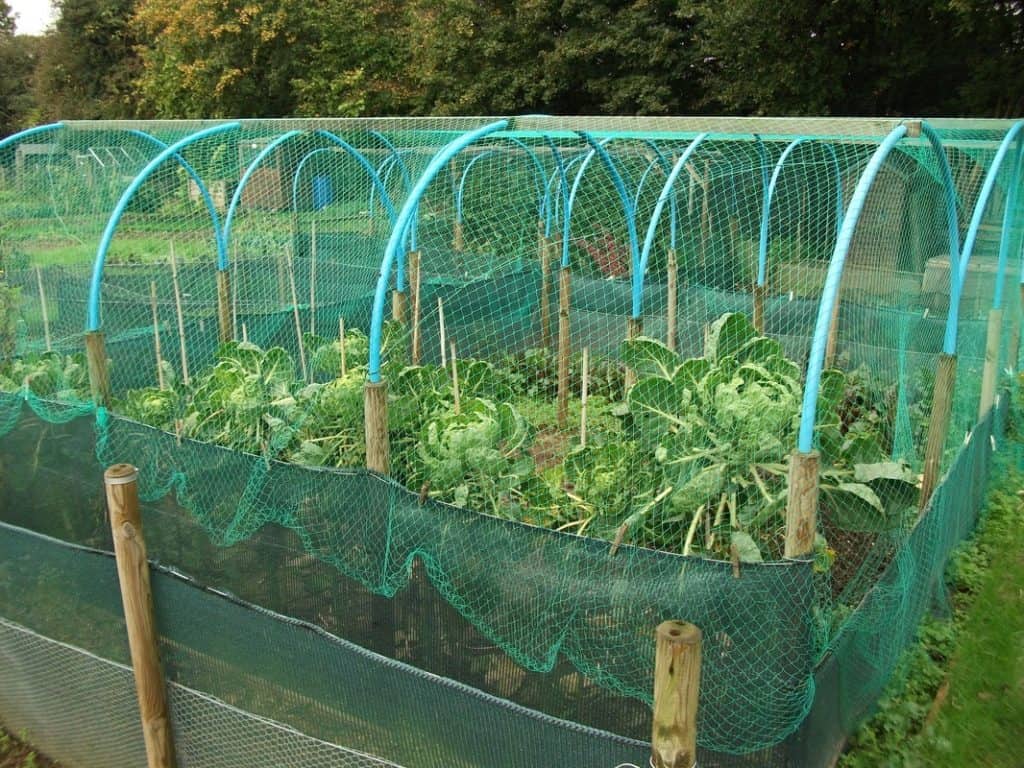 Top 10 Tips To Set Up Your Own Backyard Garden 8 Top 10 Tips To Set Up Your Own Backyard Garden 1