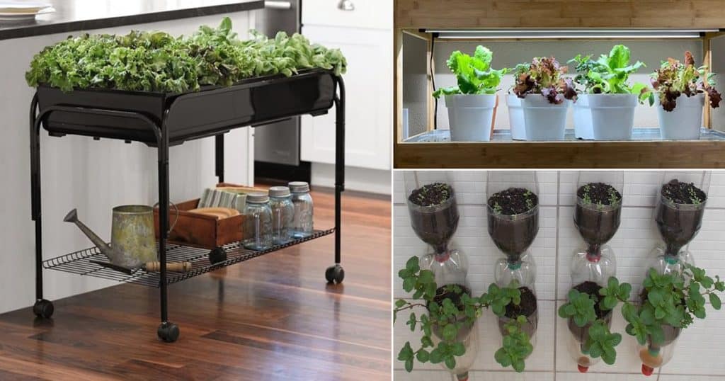 Tips To Grow Your Own Indoor Vegetable Garden 1