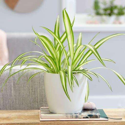Embrace the Green Wonder: The Best Indoor Plants for Your Home 5 Spider Plant