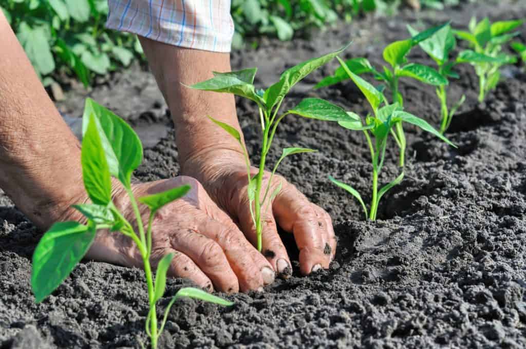 Top 10 Tips To Set Up Your Own Backyard Garden 6 Start Planting