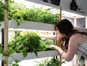 Tips to grow your own indoor vegetable garden