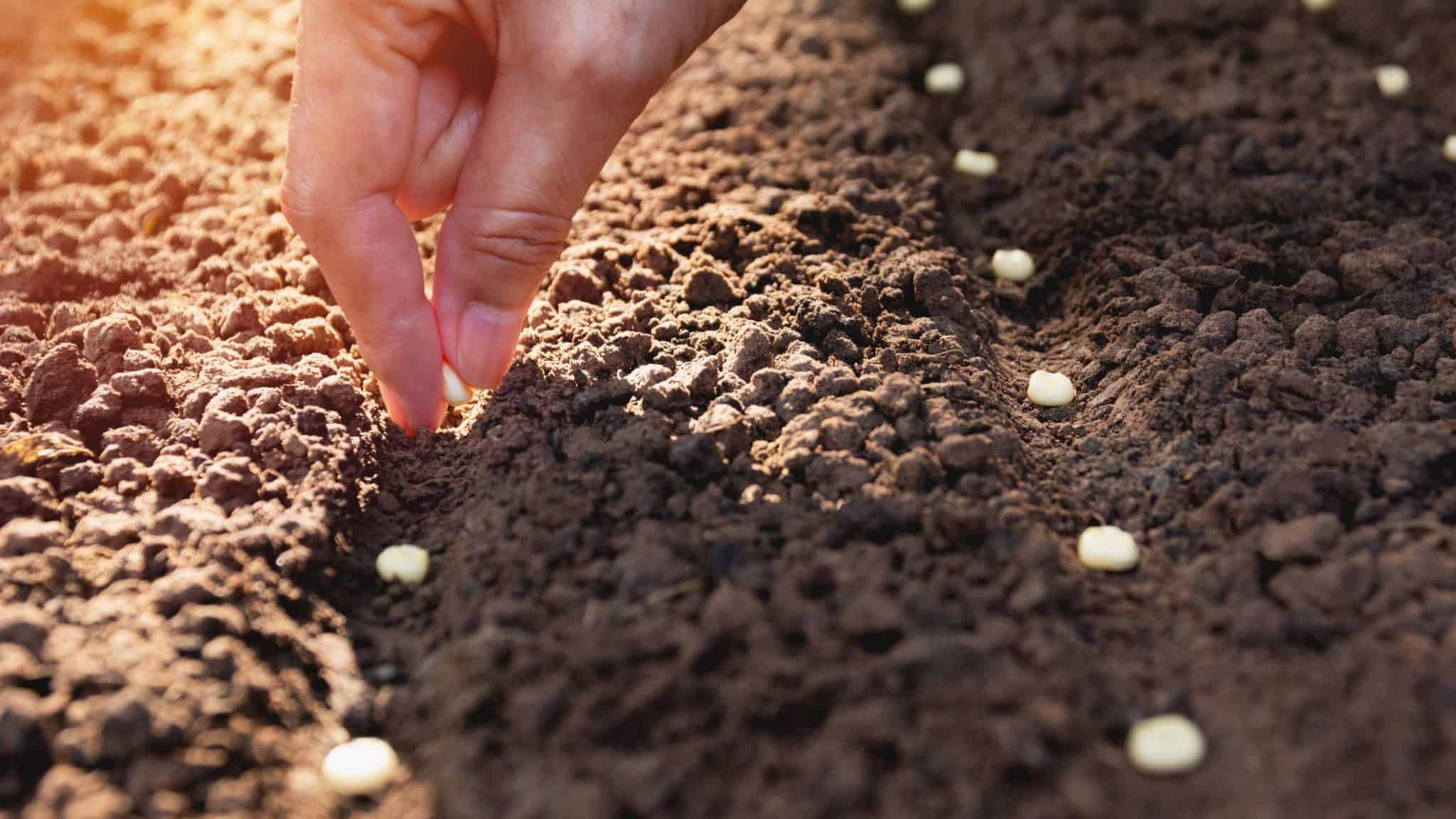 Flower Gardening For Beginners