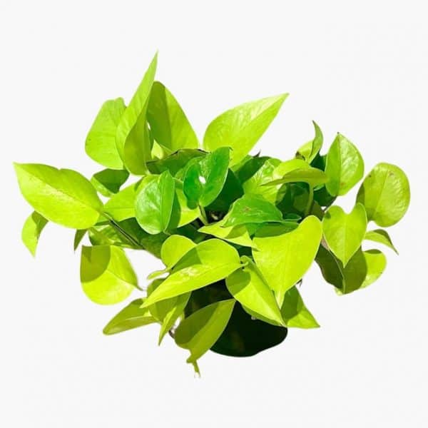 Golden Pothos or Money Plant