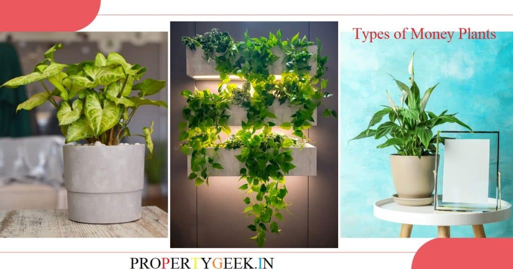 Top 9 Types of Money Plants to Keep in Homes