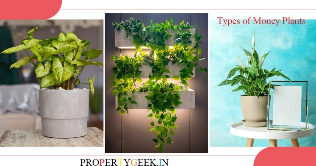 Top 12 Different Types of Money Plants to Consider For Home 1 Top 9 Types of Money Plants to Keep in Homes