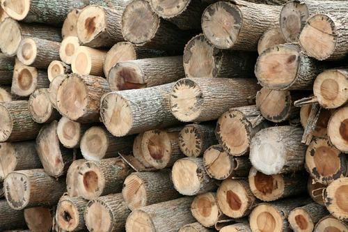Poplar- Different Types of Woods