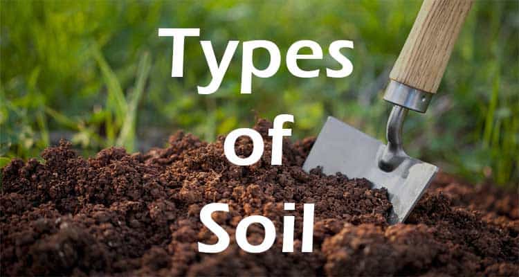 6 Different Types Of Soil In India That Can Be Used To Grow Plants