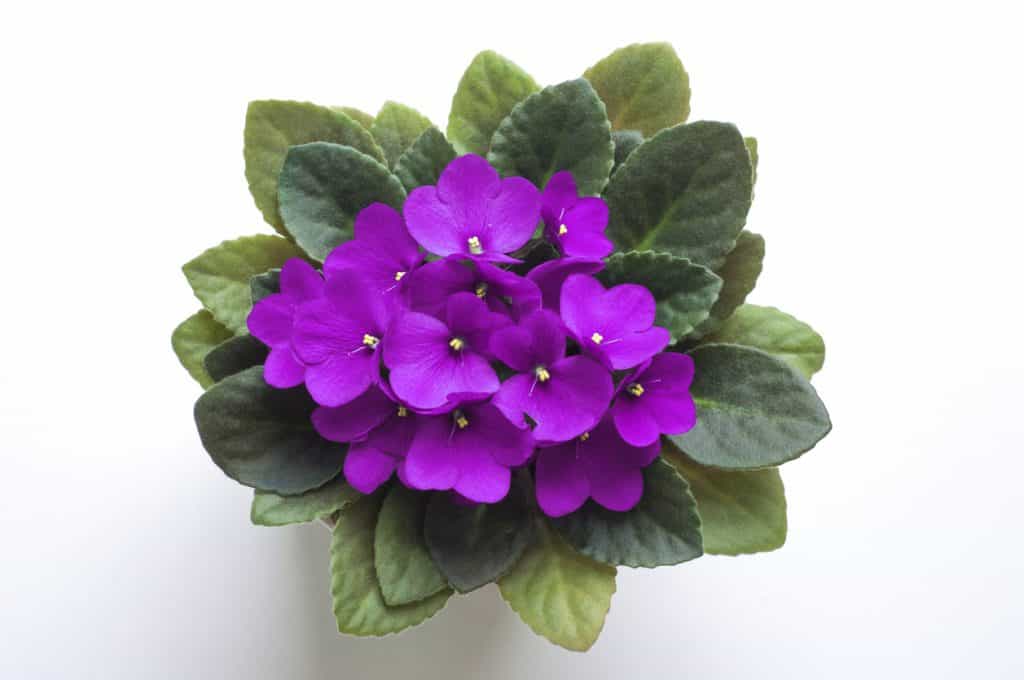 African Violet