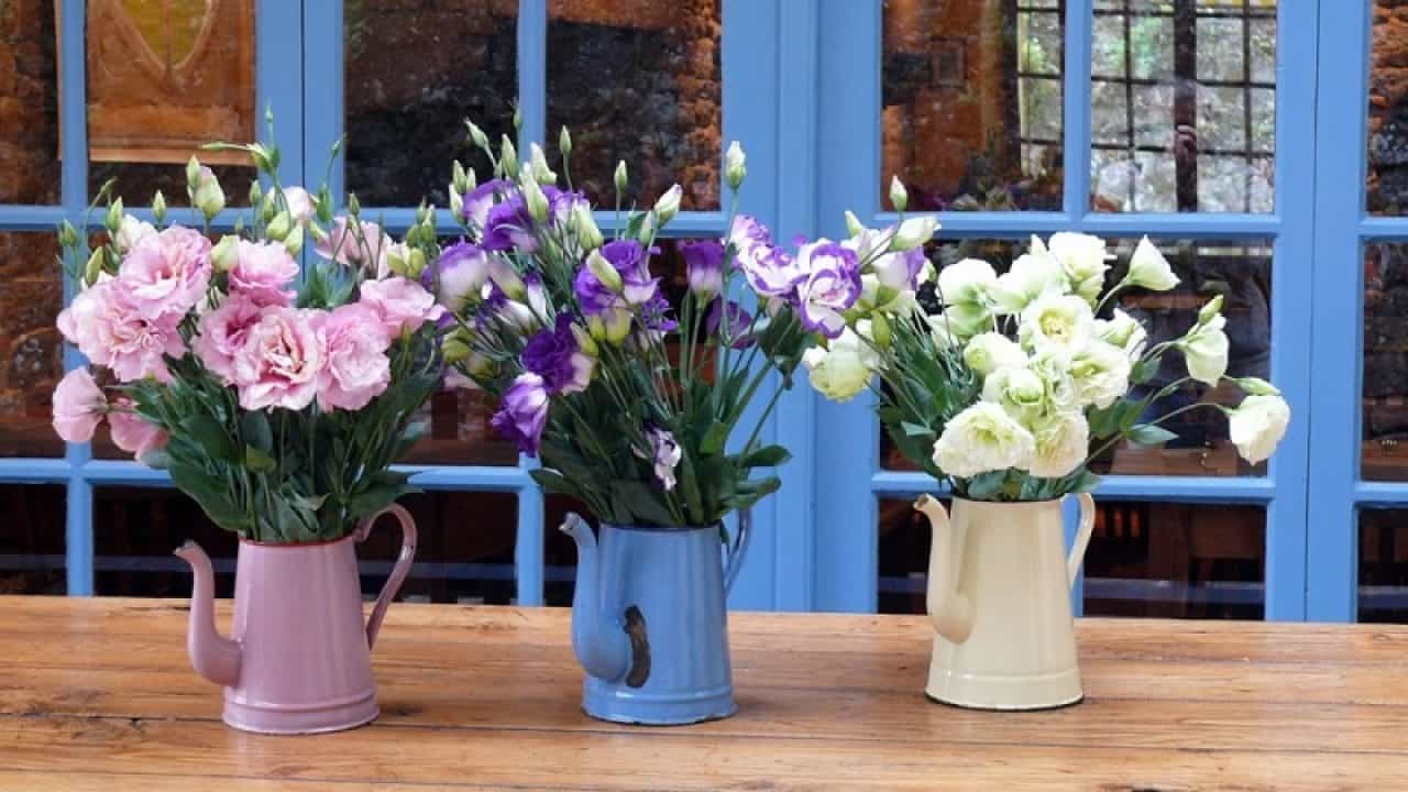 Ultimate Guide For Choosing The Best Flower Plants For Home!