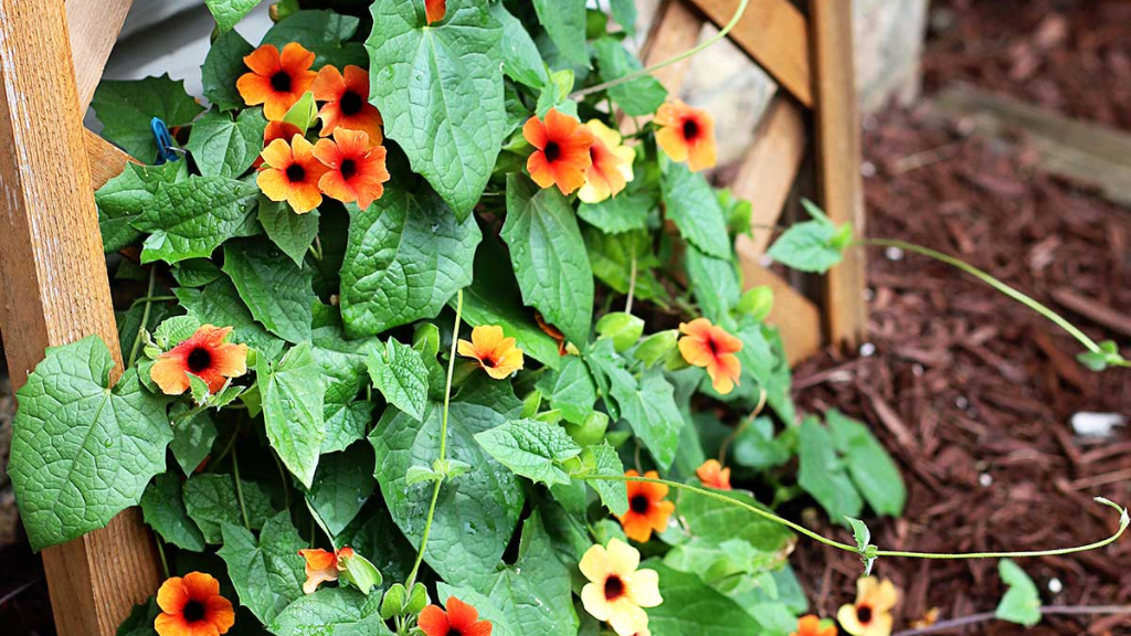 <strong>30 Best Flower Plants for Home: Which is Your Pick?</strong> 3