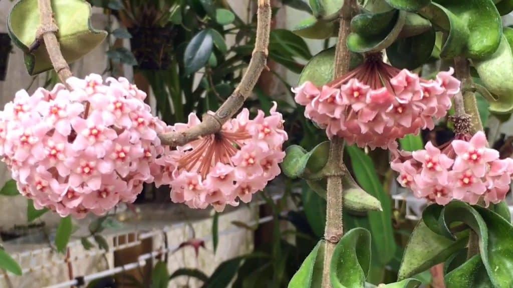 Embrace the Green Wonder: The Best Indoor Plants for Your Home 27 Hoya Carnosa