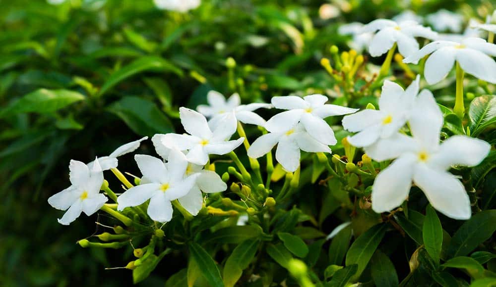 Best Indoor Flower Plants for Home Decor in 2025: Which Plant is Most Lucky for Home? 9 Best Flower Plants for Home - Jasmine
