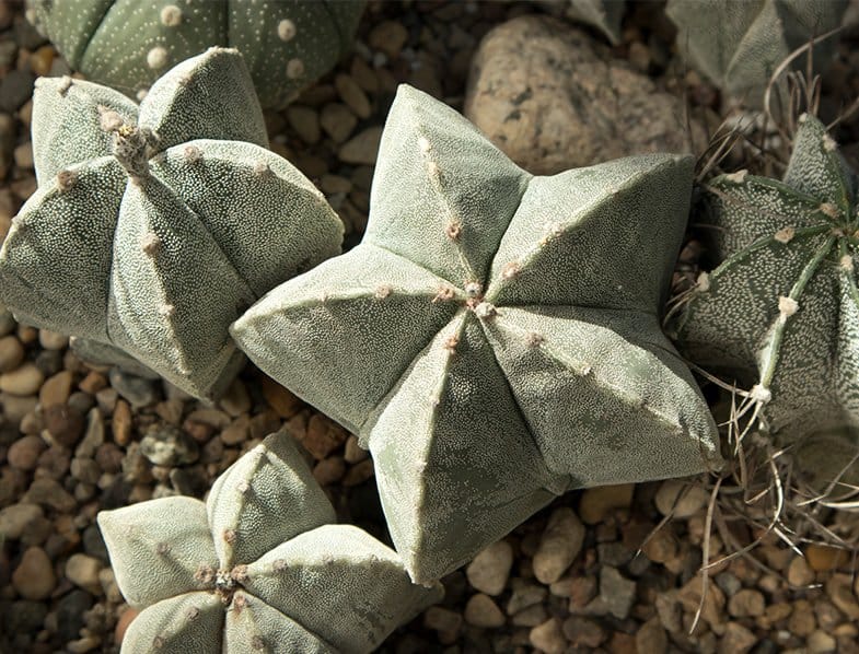 Bishop's Cap Cactus (Astrophytum myriostigma)