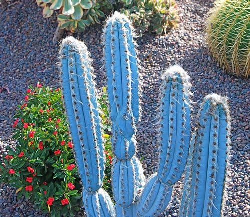 Blue Columnar Cactus (Pilosocereus pachycladus)