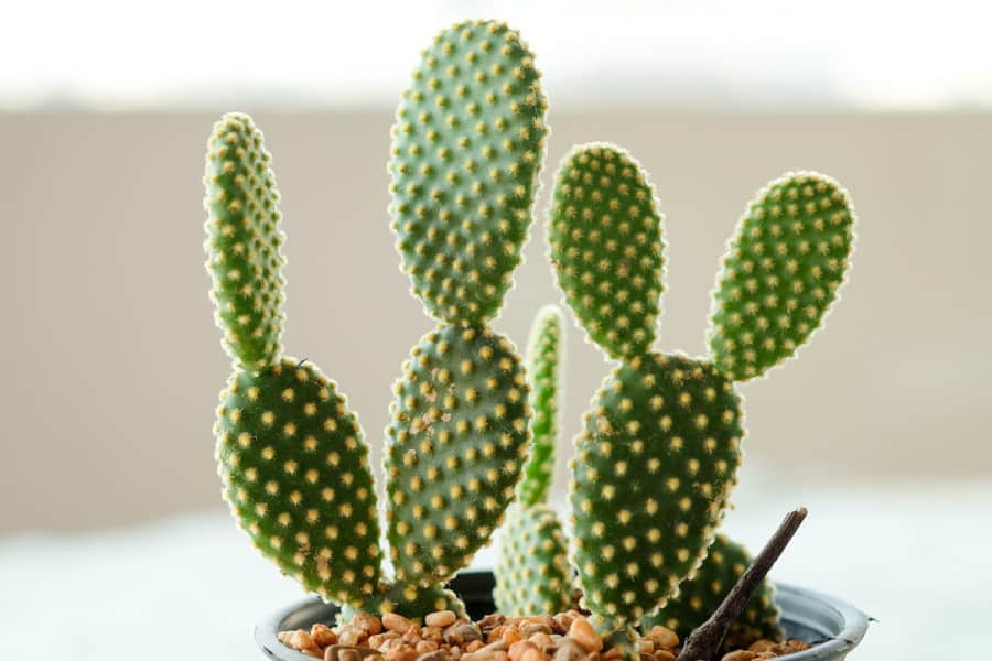 Bunny Ears Cacti (Opuntia microdasys)