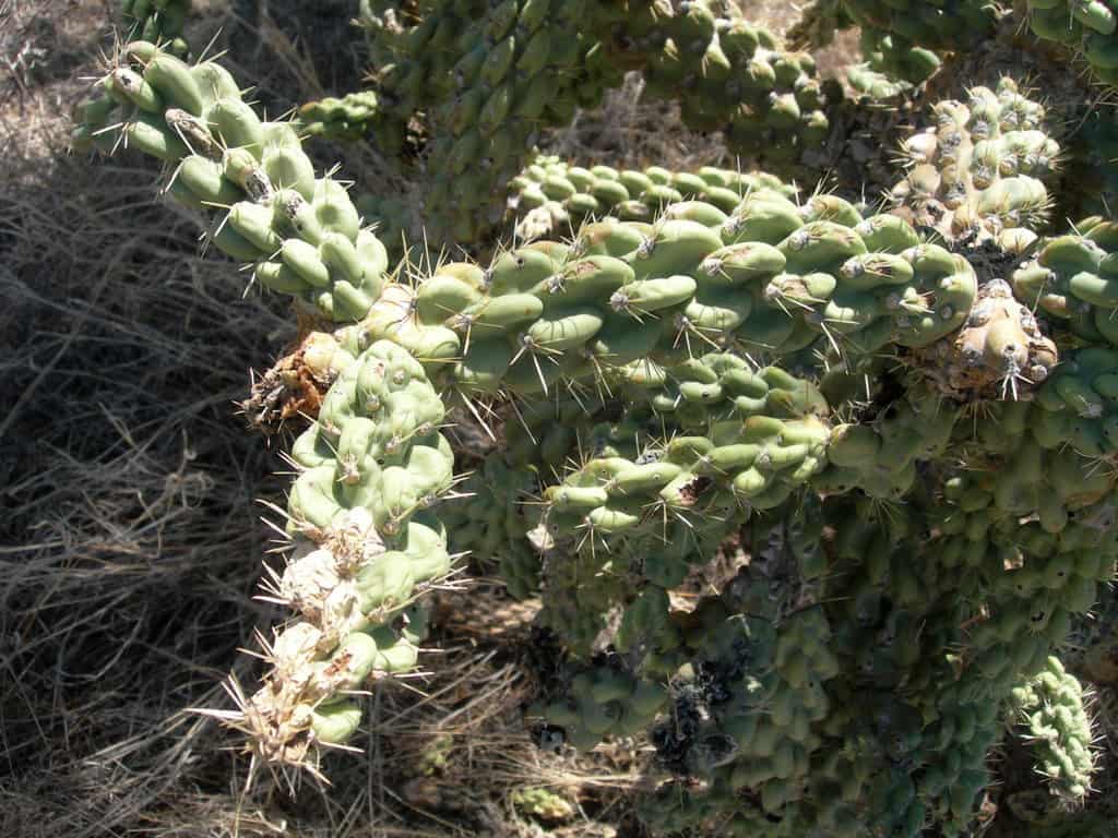 Cholla Cactus (Cylindropuntia fulgida)
