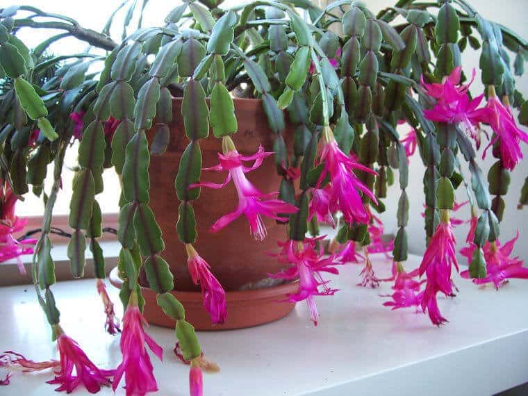 Christmas Cactus (Schlumbergera bridgesii)