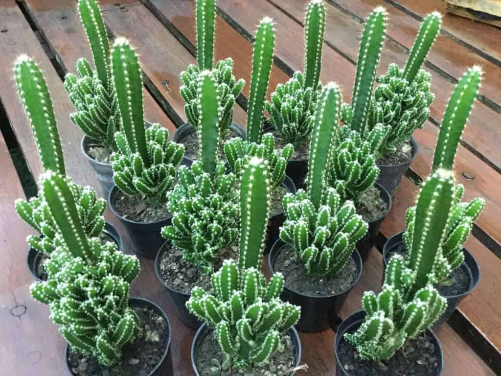 Fairy Castle Cactus (Acanthocereus tetragonus)