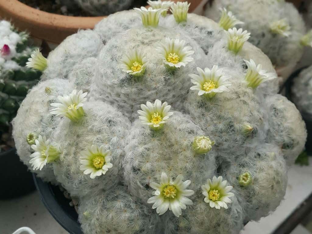 Feather Cactus (Mammillaria plumosa)