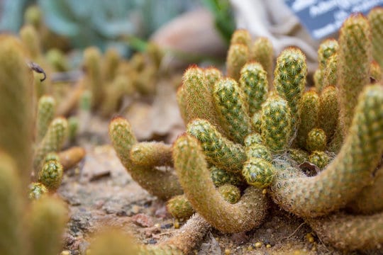 Lady Finger Cactus (Mammillaria elongata)