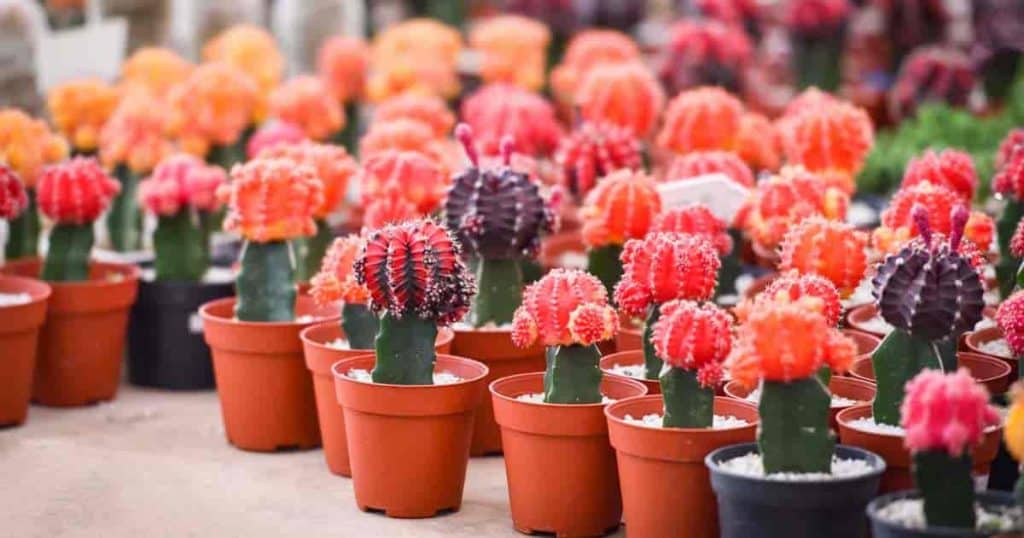 Moon Cactus (Gymnocalycium mihanovichii)