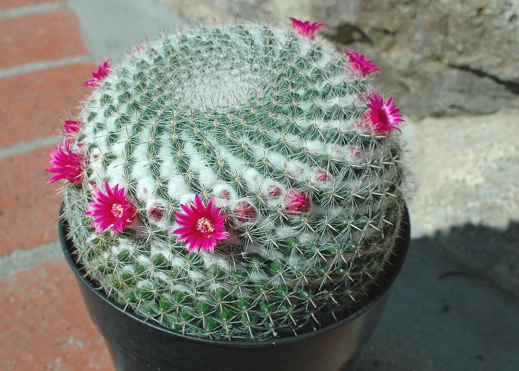 Old Lady Cactus (Mammillaria hahniana)