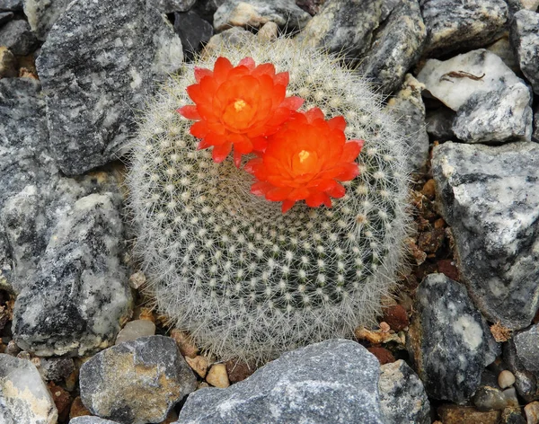 Parodia (a genus)