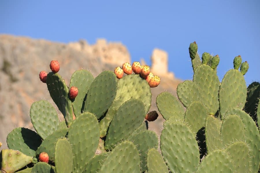Prickly Pear Cactus (Opuntia)