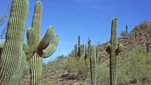 Saguaro Cactus (Carnegiea gigantea)