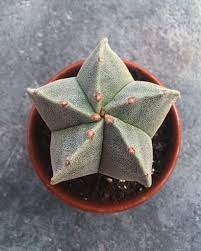 Star Cactus (Astrophytum asteria)