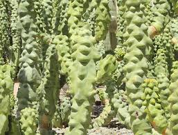Totem Pole Cactus (Pachycereus schottii monstrosus)