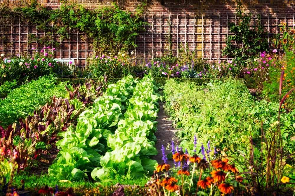 Vegetable And Herb Gardens