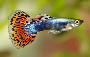 25 Types Of Aquarium Fish - What are the different types of Fish Aquarium? 1