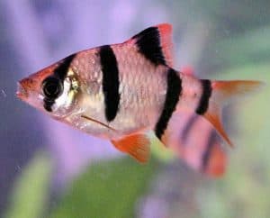 25 Types Of Aquarium Fish - What are the different types of Fish Aquarium? 15