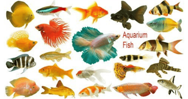 Aquarium fishes