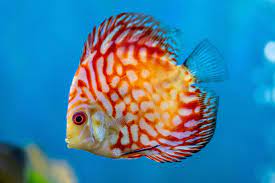 25 Types Of Aquarium Fish - What are the different types of Fish Aquarium? 18